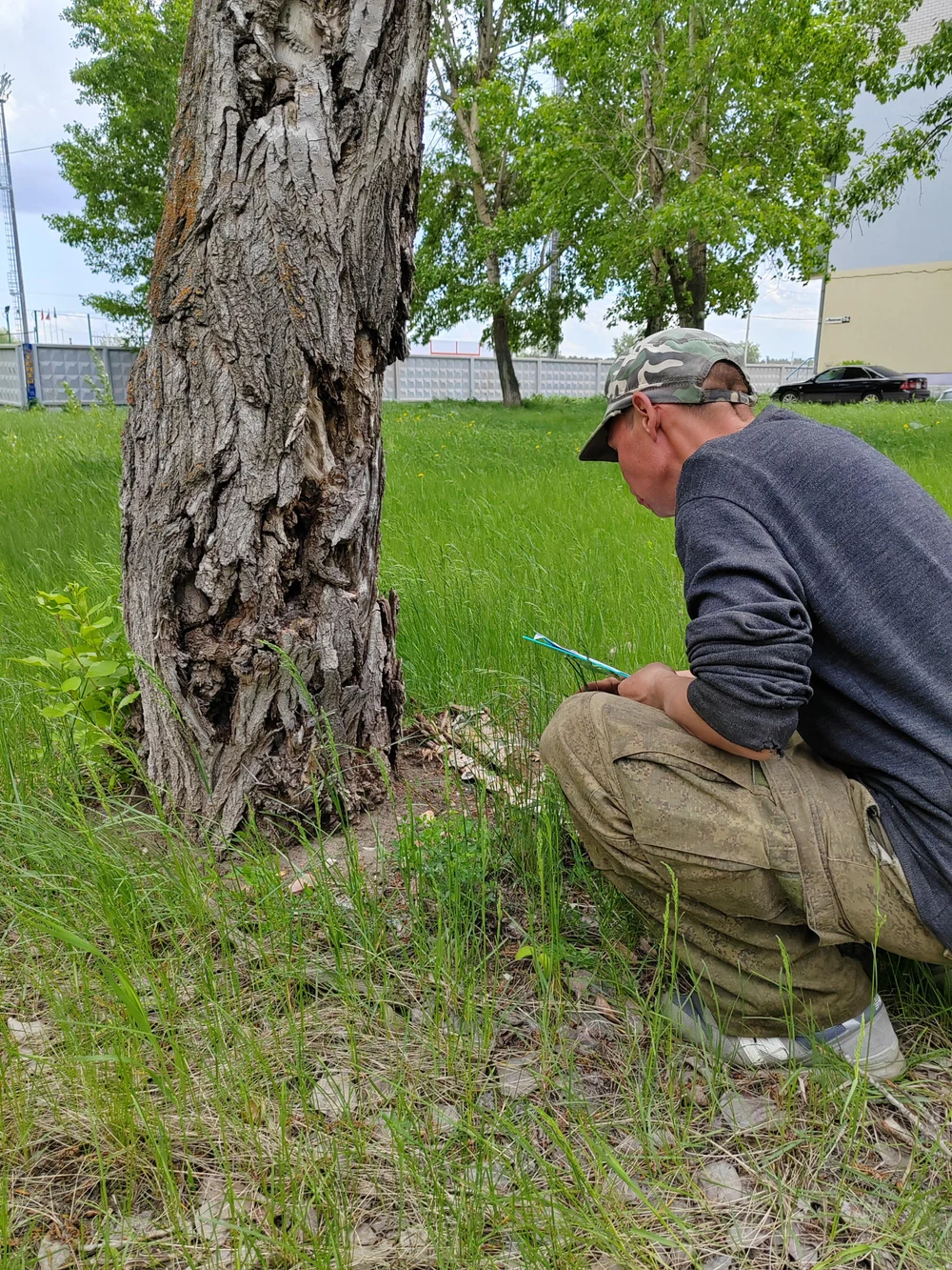 ОБСЛЕДОВАНИЕ ЗЕЛЕНЫХ НАСАЖДЕНИЙ